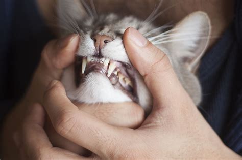 Our top pick for the best wet cat food for older cats: Is Wet, Dry, or Raw Cat Food Better for a Cat's Teeth?