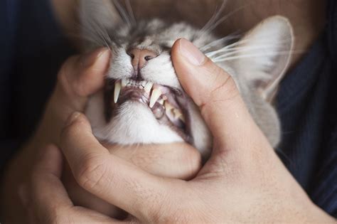 If the baby teeth are not lost when the corresponding permanent teeth are coming in, it can result in abnormal tooth position and bite, tartar and plaque buildup. Is Wet, Dry, or Raw Cat Food Better for a Cat's Teeth?