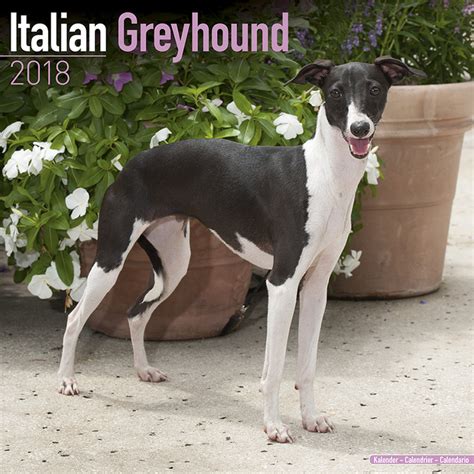 Table of contents what does an italian greyhound look like? Italian Greyhound Koledar 2021 - plakat, poster, slika na ...