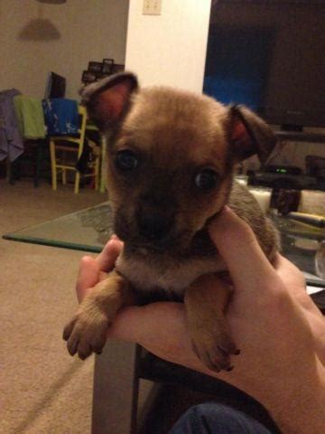 Its good to start introducing hard food around this time, usually puppy kibble mixed with hot water to your question pertains to 'how to wean puppies'. 6 Week Old Chi/Rat Terrier Mix puppies for Sale in Waco ...