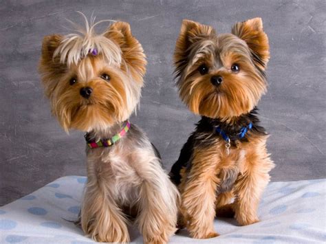 Get inspired by our community of talented artists. Yorkie Haircuts Pictures - Coolest Yorkshire Terrier Haircuts