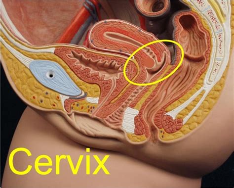 Cancer is a cardinal water sign full of emotional impulses. BAKHRI'S MIND & HEART: HPV 16 and 18