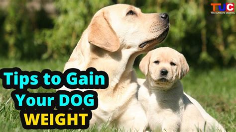 Check spelling or type a new query. Tips To Gain Your Dog's Weight : Dog Problems : TUC - YouTube