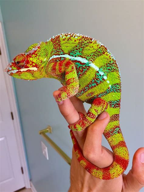 Vaccines help prevent many illnesses that affect pets. Are Panther Chameleons Good Pets - Pets Ideas