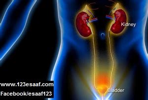 Jika satu atau beberapa dari organ tersebut mengalami masalah. الجديد فى علاج التهاب المسالك البولية | 123esaaf.com
