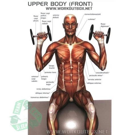 Furthermore, dips add slabs of muscle on the tris, which makes the upper arms incredibly impressive when viewed from the side. Upper body front muscles | Anatomy | Pinterest