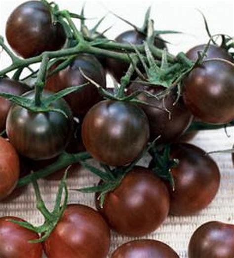 Smoked paprika, cherry tomatoes, thyme, garlic, freshly ground black pepper and 7 more. Tomato Black Cherry need to try | Cherry tomato plant ...