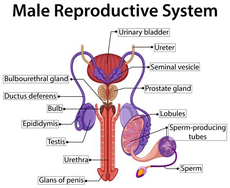 This video is a tutorial on how to draw the male figure! Male reproductive system diagram - Download Free Vectors ...