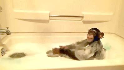 Just relaxing and letting her hair down. IRTI - funny GIF #5581 - tags: monkey splashing bath ...