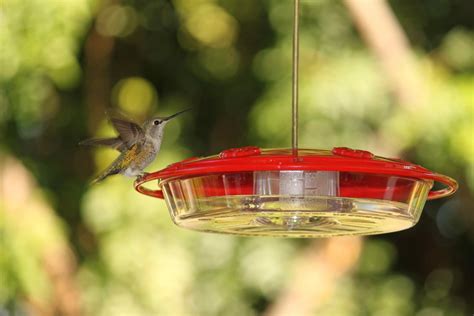 We tested the top picks so you can pick the best one for your yard. The Backyard Birder: Have you cleaned your hummingbird ...