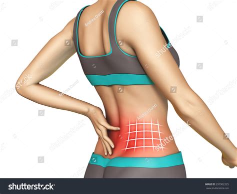 The urinary system is a group of organs in the body concerned with filtering out excess fluid and other substances from the bloodstream. Are There Any Organs In The Lower Back Of Women? / What Causes Pain In The Lower Right Part Of ...