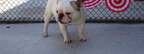 Click the small x to the right of a group's name and shelter # to report an error. Pin by pamela devereux on animal adoption | French bulldog ...
