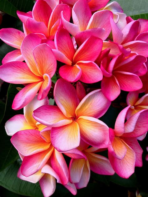 Included are common hawaiian words and names that you may encounter during your vacation. Hawaiian Plumeria | Flower pot design, Plumeria flowers ...