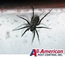 What are brown recluse spiders? How Do I Get Rid Of Spiders In My Home?