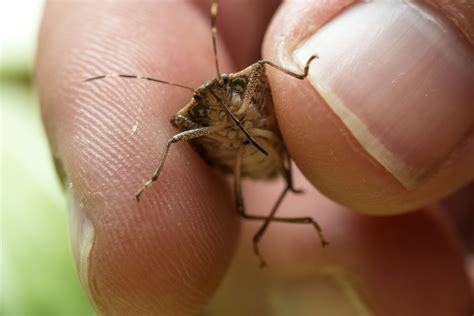When getting rid of boxelder bugs that have already entered a home or building, no attempt should if a boxelder bug infestation is suspected, a licensed pest control professional should be. 3 Fool-Proof Ways to Get Rid of Stinkbugs in Your Home