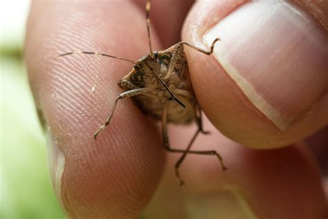 Here's what to look for—and how to get rid of them. How to Get Rid of Stink Bugs