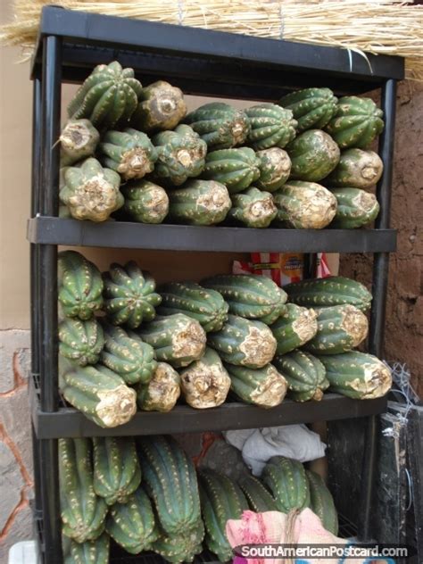 Growing, caring for and propagating echinopsis pachanoi is fun and rewarding, for beginners and experienced cacti growers alike. A rack of cut San Pedro cactus. Photo from Peru, South ...