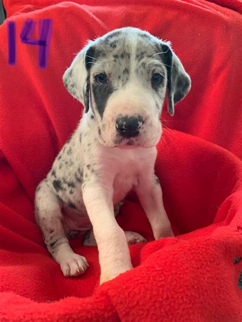 Adopt a puppy or dog in flint, michigan. Great Dane Puppies For Sale | Eastpointe, MI #306392