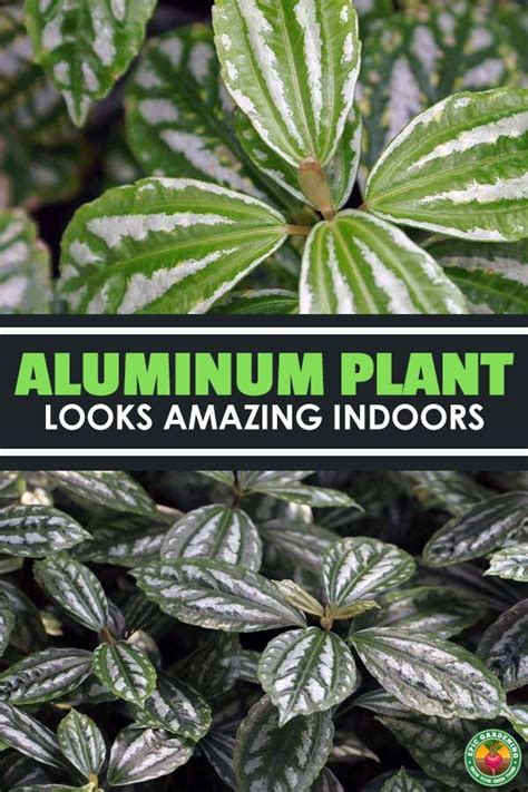 Common problems with the aluminum plant. Aluminum Plant Looks Amazing Indoors (With images ...