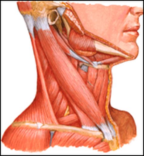 Neck muscles help support the cervical spine and contribute to movements of the head, neck, upper back, and posterior longitudinal ligament (pll). Back Of Neck Anatomy - Human Torso Model Life Size Torso Model Anatomical Teaching Torso Unisex ...