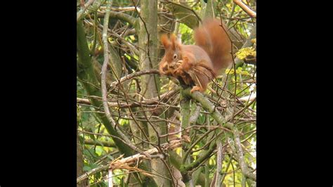 Das eurasische eichhörnchen (sciurus vulgaris), häufig nur als eichhörnchen bekannt, ist ein nagetier aus der familie der hörnchen (sciuridae). Eichhörnchen sammelt Rinde als Nestmaterial - YouTube