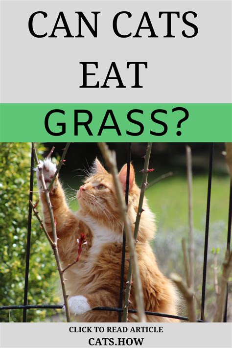 Eating grass was a very effective emetic. Can Cats Eat Grass in 2020 | Cat care tips, Cat questions ...