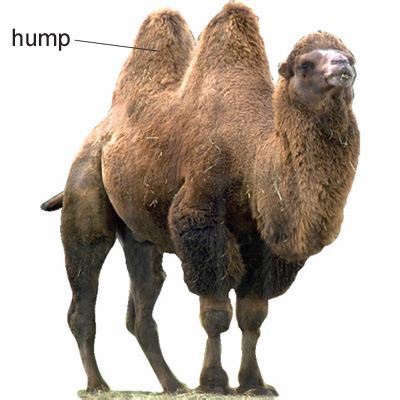 Camels have humps on their backs as places to store fat. hump | meaning of hump in Longman Dictionary of ...