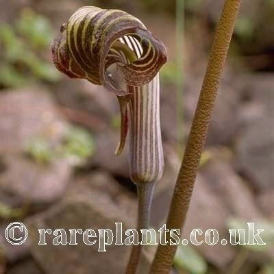 If ever two species caused problems of identifying these are the ones: Arisaema franchetianum - RarePlants