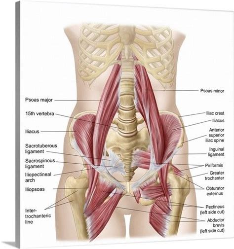 Press down into the hands and straighten the arms. What Muscles Attach Left Hip And Back : Iliopsoas ...