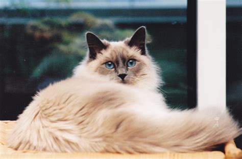 The lilac point siamese had a rather shaky start in life, because when cats of this color first appeared on show benches they were dismissed as poor quality blue. Balinese Cat Long Hair - Bali Gates of Heaven