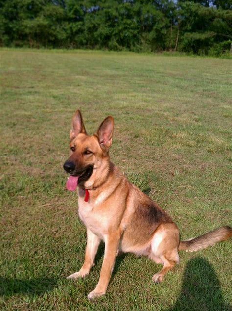 Snow white german shepherd puppies trained dogs and puppies, delivered from our farm in iowa to chiagoland we sell only to families, individuals or beautiful akc german shepherds for sale.we are located in pomona missouri zip code is 65789. German Shepherd Puppies: FULL BLOODED GERMAN SHEPHERD ...