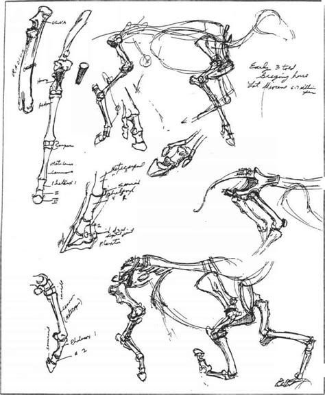 You'd know everything is about form, shape.but also, they have a function. Drawing Animals Drawing Animals | Horse anatomy, Drawings, Animal drawings