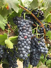 Hunter Shiraz grapes.jpg