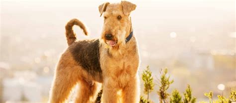 He is 11 weeks old. Airedale Terrier Puppies for Sale | Greenfield Puppies