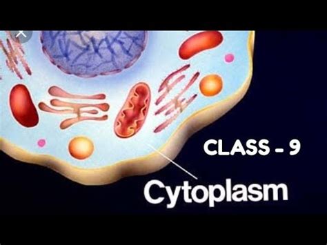 Plant cells possess large vacuoles. CLASS - 9 BIOLOGY - CELL - YouTube