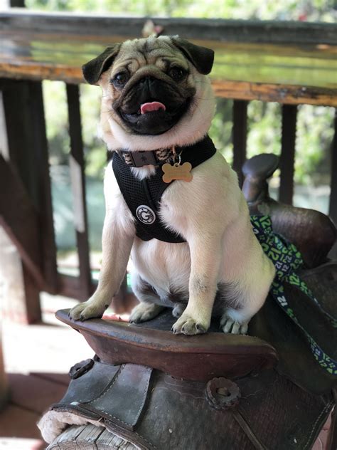 The term maverick is from samuel maverick, who, among his other claims to fame, was notorious for not branding his cattle. Maverick ready for horsey rides | Pugs, Fluffy animals, Pug love