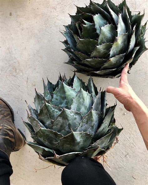 Agave cactus, abstract natural pattern background, dark blue toned. Agave parrasana ' globe ' . . . sold . . . . . . . . . . . #