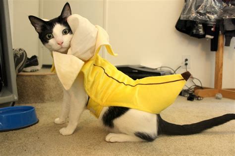 There are _ bananas on the wooden table. Believe it or not, cats love bananas... and here's proof