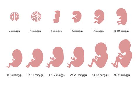 Jantung telah dibagi menjadi bilik kanan dan bilik kiri. bayi: Bayi Usia 3 Bulan Dalam Kandungan