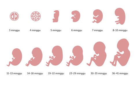 Mengkonsumsi alkohol dapat mengakibatkan bayi prematur bahkan dapat memicukeguguran. Ini Perkembangan Bayi dalam Kandungan dari Minggu ke ...