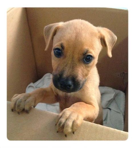 Pin by US LOST DOG REGISTRY on LOST AND FOUND PETS ...