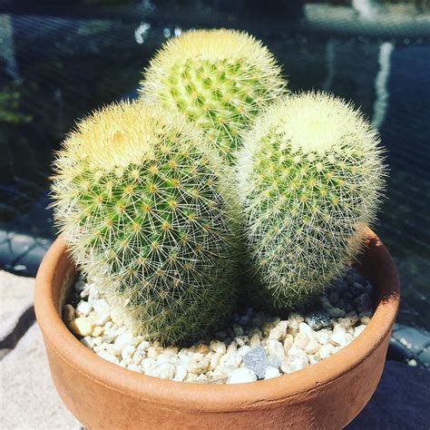 There are a few ways that you can definitely tell that your potting mix is dry. Cactus of the Day. Today a niceclump of Mammillaria ...