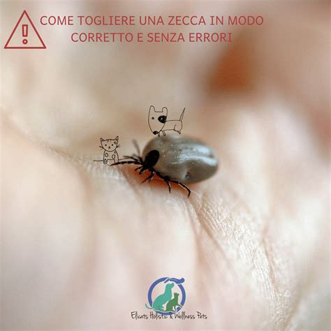 I cambiamenti climatici in atto hanno esteso le zone di presenza delle zecche in italia. Come togliere una zecca gatto cane in modo corretto Video ...