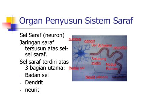 Sistem pencernaan tidak hanya terjadi pada manusia, tapi pada makhluk hidup lain seperti hewan. PPT - Sistem Koordinasi dan Indra pada Manusia PowerPoint ...