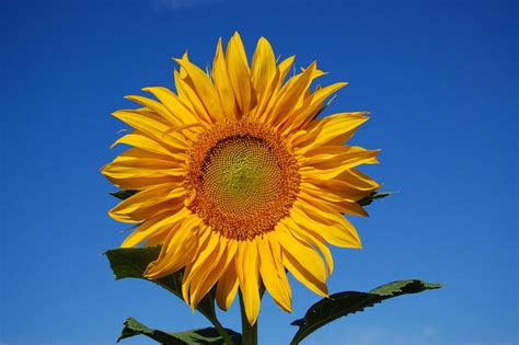 Bunga matahari termasuk salah satu sumber vitamin e yang jumlahnya sangat melimpah. Terbaru 29+ Bunga Matahari Biru - Gambar Bunga Indah