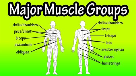 They maintain posture and provide the strength for lifting and pushing. Major Muscle Groups Of The Human Body - KeySteps