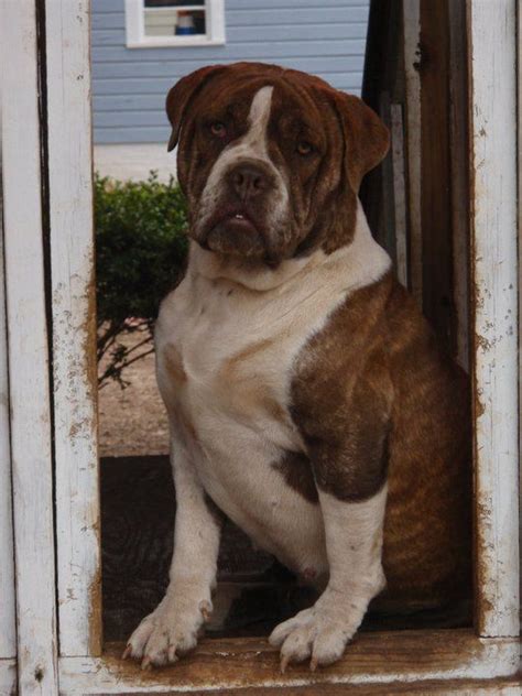 The alapaha blue blood bulldog is a very beautiful large dog breed! Pin on Alapaha Blue Blood Bulldog