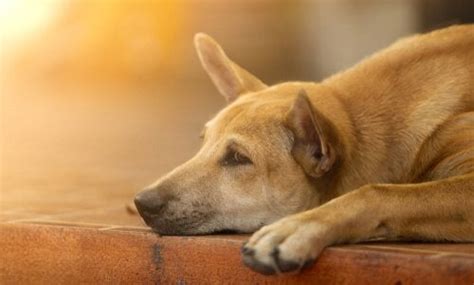 Once he shows some interest in the toy, you can lure him into the play by rewarding the behavior. 6 Ways to Cheer Up Your Dog - My Animals