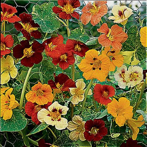 Start indoors can handle transplanting. Tropaeolum - FineGardening