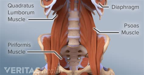 Muscles transfer force to bones through tendons. Muscle.that Goes Over Hip / Rectus Femoris Muscle An ...